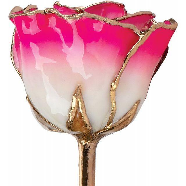 JDSP61-9043-Lacquered Cream Magenta Rose with Gold Trim - Johnny Dang & Co