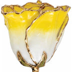 JDSP61-9064 - Lacquered Cream Yellow Rose with Gold Trim - Johnny Dang & Co